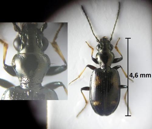 Réf. 210 922 : Bembidion schmidti